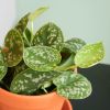 Scindapsus Pictus - Zilverrank - P12