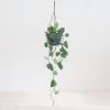 Scindapsus-Pictus-2 1