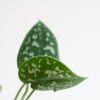 Scindapsus-Pictus-4 1