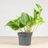epipremnum marble queen plant