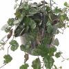 Senecio Mikanioides blad