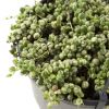Senecio Rowleyanus Variegata