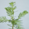 Sequoia Brievenbusboompje