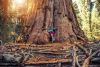 Sequoiadendron-giganteum-scaled
