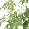 Sloth-plants-white-scaled