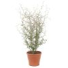 Sophora