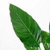 Spathiphyllum blad