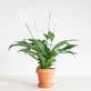 Spathiphyllum-Torelli-p12-1