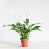 Spathiphyllum-Torelli-p12-2
