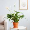 Spatiphyllum lepelplant