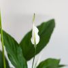Spatiphyllum-p17-3 1