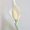 Spathiphyllum Bingo - Lepelplant - P19