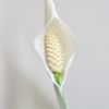Spatiphyllum-p17-5 1