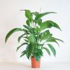 Spathiphyllum Bingo - Lepelplant - P19