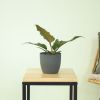 Philodendron Pluto