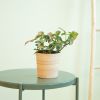 Syngonium Red Spot