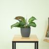 Maranta Silver Band