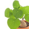 Stephania Cepharantha care