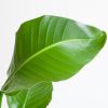 Strelitzia Nicolai - Paradijsvogelplant - inclusief Jute Lissabon Pot - Zwart - P19