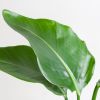 Strelitzia-Nicolai-p17-5 1