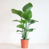 Strelitzia-Nicolai-p21-2