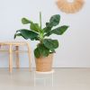 Strelitzia-Nicolain-p21-Lifestyle-3
