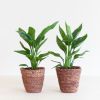 Strelitzia-Reginae-Duo-12-2