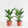 Strelitzia-Reginae-Duo-p-12-1