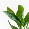 Strelitzia-Reginae-p12-5 2