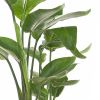 Strelitzia Nicolai