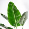 Strelitzia blad