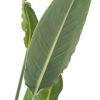 Strelitzia reginae blad