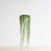 Senecio Rowleyanus