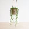 Senecio Rowleyanus