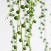 Senecio Rowleyanus