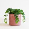 Parthenocissus Striata