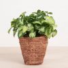 Syngonium Pixie - P12