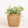 Scindapsus N'joy - Epipremnum Variegata - P12 (hangplant)