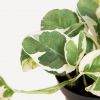 Scindapsus N'joy - Epipremnum Variegata - P12 (hangplant)