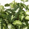 Syngonium-Pixie-close-up-scaled