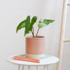 Syngonium Three Kings