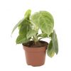 Syngonium Macrophyllum Frosted Heart