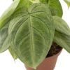 Syngonium frosted heart