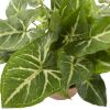 Syngonium