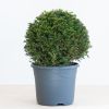 Taxus Baccata - P26