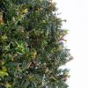 Taxus Baccata - P26