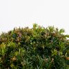 Taxus Baccata - P26
