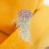 Tillandsia Medusa - Jellyfish Plant (2 stuks) - P9