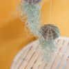 Tillandsia Medusa - Jellyfish Plant (2 stuks) - P9