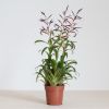 Tillandsia Leiboldiana Mora - Bromelia - P12